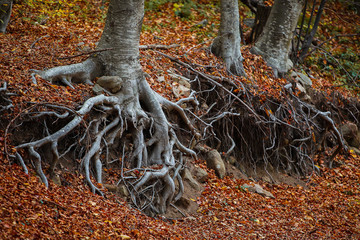 roots tree in the forest