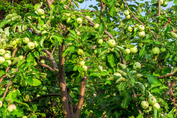 green apples on a tree fruit harvest