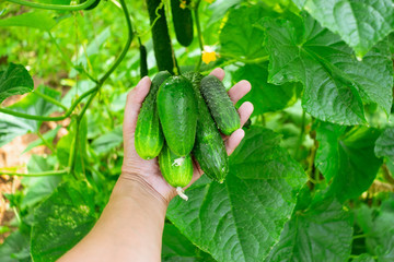 Cucumber. Three juicy green cucumbers in the hand of a farmer in green clothes. Fragment of a man hand. Harvest