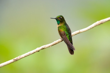 Tyrian metaltail (Metallura tyrianthina) is a species of hummingbird in the family Trochilidae. It is found in Bolivia, Colombia, Ecuador, Peru, and Venezuela.