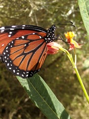 Monarch Butterfly on Leaf