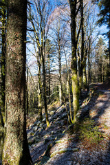 Wald bei tiefstehender Sonne am Elsässer Belchen
