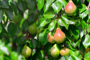 Ripe pears on tree branch. Organic pears in the garden. Close up view of Pears grow on pear tree branch with leaves under sunlight. Selective focus on pears.