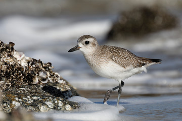 Black-bellied Plover foraging on an oyster bed in winter