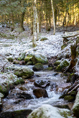 Gebirgsbach la Savoureuse am Elsässer Belchen