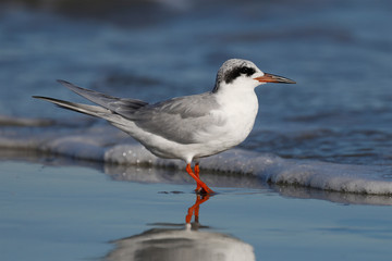 Forster's Tern resting on a beach in winter