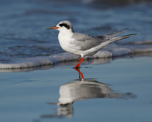 Forster's Tern resting on a beach in winter