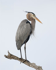 Great Blue Heron perched on a dead branch