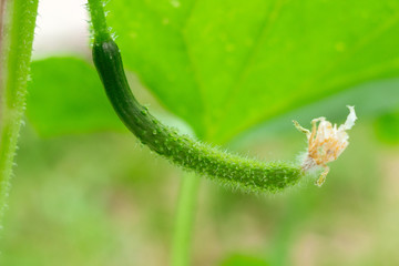 green cucumber on a natural green background