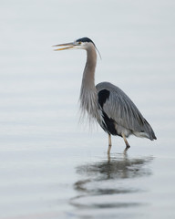 Great Blue Heron at dawn