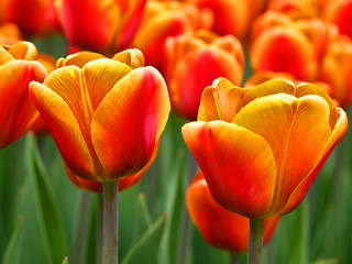 Wiosenny urok tulipanów. - obrazy, fototapety, plakaty