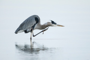 Great Blue Heron scratching its head