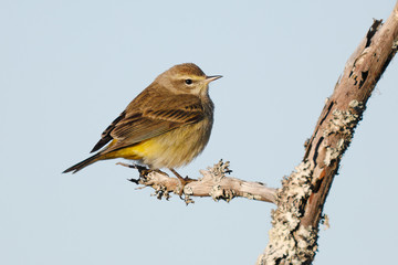 Palm Warbler in winter plumage perched on a dead branch