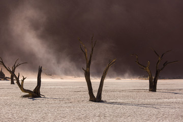 Silhouettes of dry hundred years old trees in the desert among red sand dunes and whirlwind....