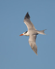 Fototapeta na wymiar Royal Tern in winter plumage flying