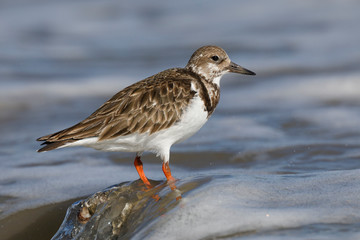Ruddy Turnstone foraging on a beach in winter