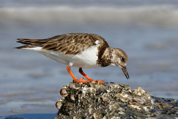 Ruddy Turnstone foraging on an oyster bed in winter