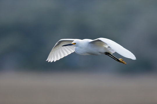 Snowy Egret In Flight Over A Saltwater Marsh