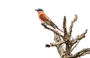 Vogel (Bienenfresser / Southern carmine Bee-eater) vor weissem Hintergrund