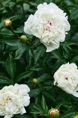 white peonies in the evening garden after the rain. beautiful natural background. moody floral, vertical frame