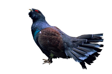 Western Capercaillie / Wood Grouse / Heather Cock (Tetrao urogallus) male against white background