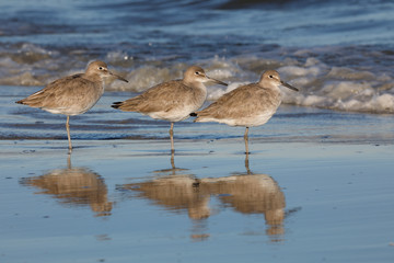 Group of three Willets resting on a beach in winter