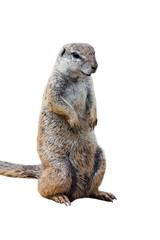 Cape ground squirrel (Xerus inauris) native to Southern Africa against white background