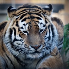 Fototapeta na wymiar Thoughtful Tiger 