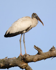 Adult Wood Stork perched in a dead tree