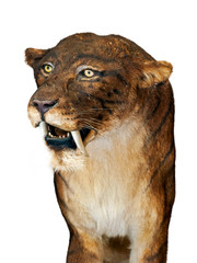 Close up of Smilodon, extinct saber-toothed cat against white background