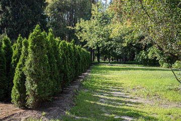 Fototapeta na wymiar A hedge of thuja trees on a Sunny day. Trees planted in a row. Shadow.