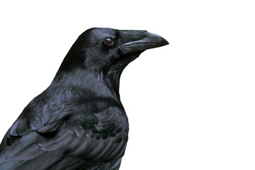 Close up of common raven / northern raven (Corvus corax) against white background