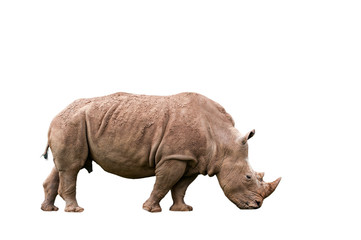 Obraz premium White rhino / Square-lipped rhinoceros (Ceratotherium simum) female against white background
