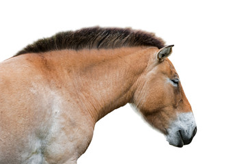 Naklejka premium Close up of Przewalski horse (Equus ferus przewalskii) native to the steppes of Mongolia, central Asia against white background