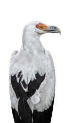 Palm-nut vulture (Gypohierax angolensis) native to sub-Saharan Africa against white background