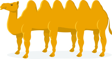 Naklejka premium long camel 