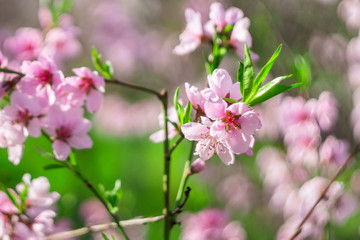 Fototapeta premium Close-up selective focus peach flower blossom and blur in springtime.