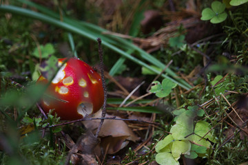 Amanita poisonous mushroom in the forest.
