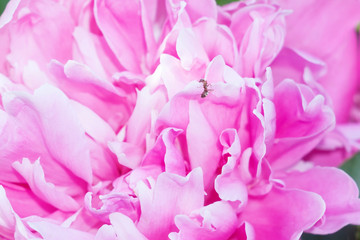 petals of large pink chrysanthemums close-up. macro, selective focus