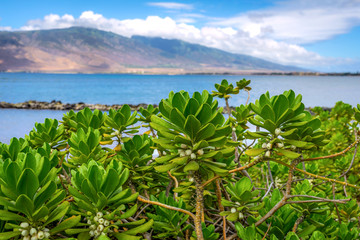 Naupaka plant with berries and West Maui in the background