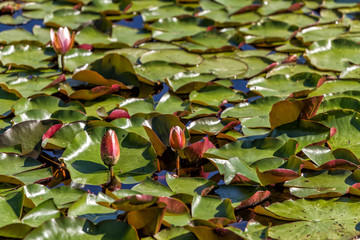 Flowering lilies grow in a small pond - 319814445