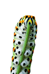 Caterpillar of common yellow swallowtail / Old World swallowtail butterfly (Papilio machaon)...