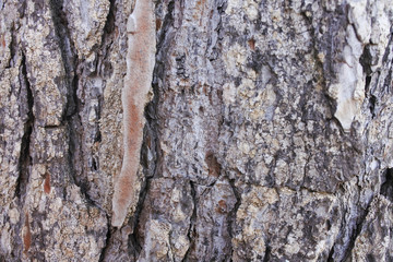 Textura de corteza de pino