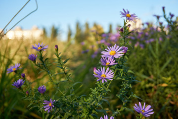 Aromatic aster October skies
