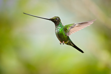 Fototapeta na wymiar Sword-billed hummingbird (Ensifera ensifera) is a neotropical species of hummingbird from the Andean regions of South America.