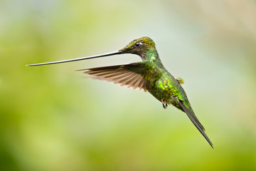Sword-billed hummingbird (Ensifera ensifera) is a neotropical species of hummingbird from the Andean regions of South America.
