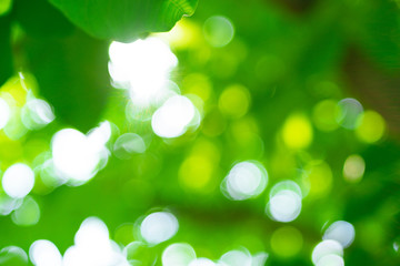 Sunny abstract green natural summer spring background selective focus