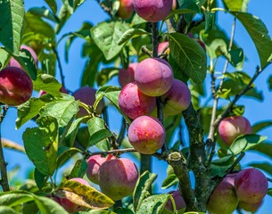 large round pink-yellow plum fruits ripen on the tree in the rays of the summer sun