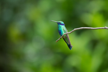Sparkling violetear (Colibri coruscans) is a species of hummingbird. It is widespread in highlands of northern and western South America, including a large part of the Andes