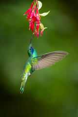 Sparkling violetear (Colibri coruscans) is a species of hummingbird. It is widespread in highlands of northern and western South America, including a large part of the Andes